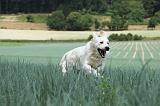 GOLDEN RETRIEVER 685